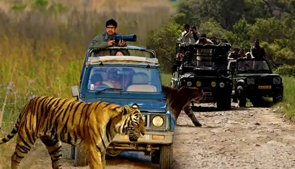 Jim Corbett National Park jeep safari